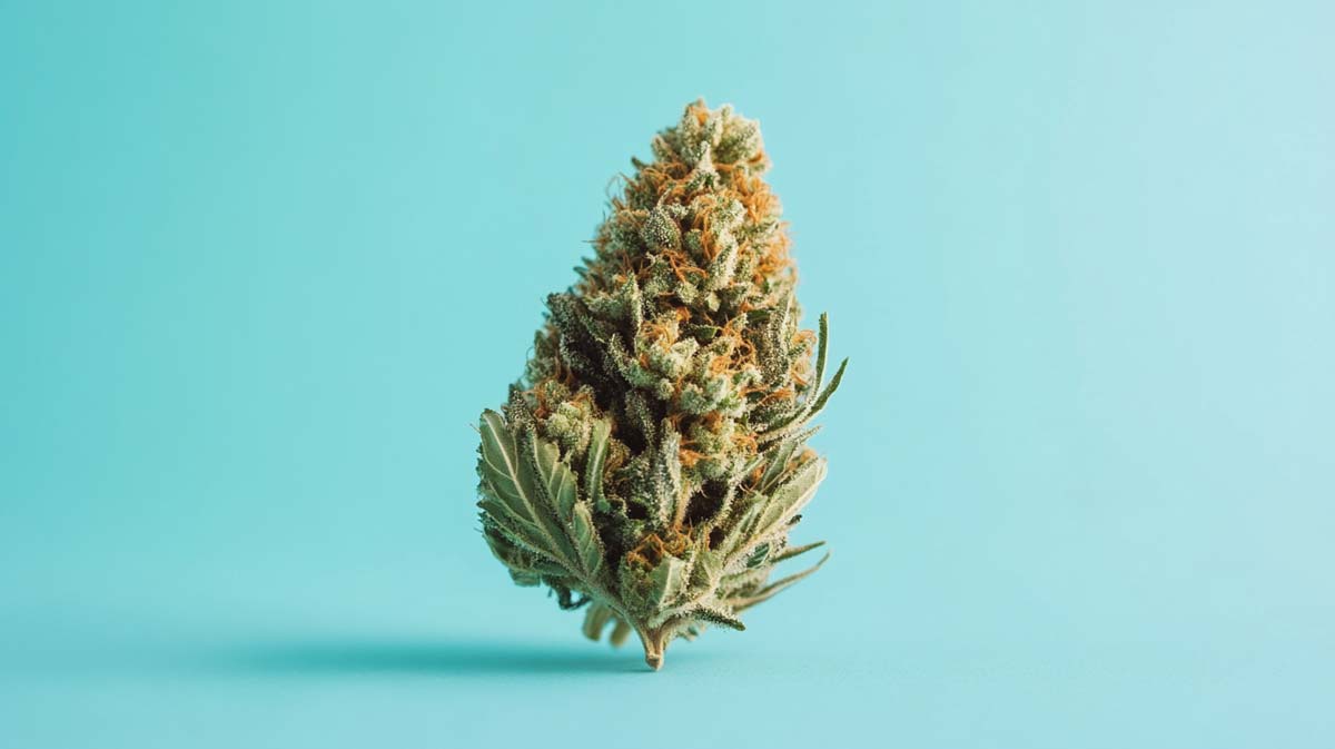 Khalifa Kush