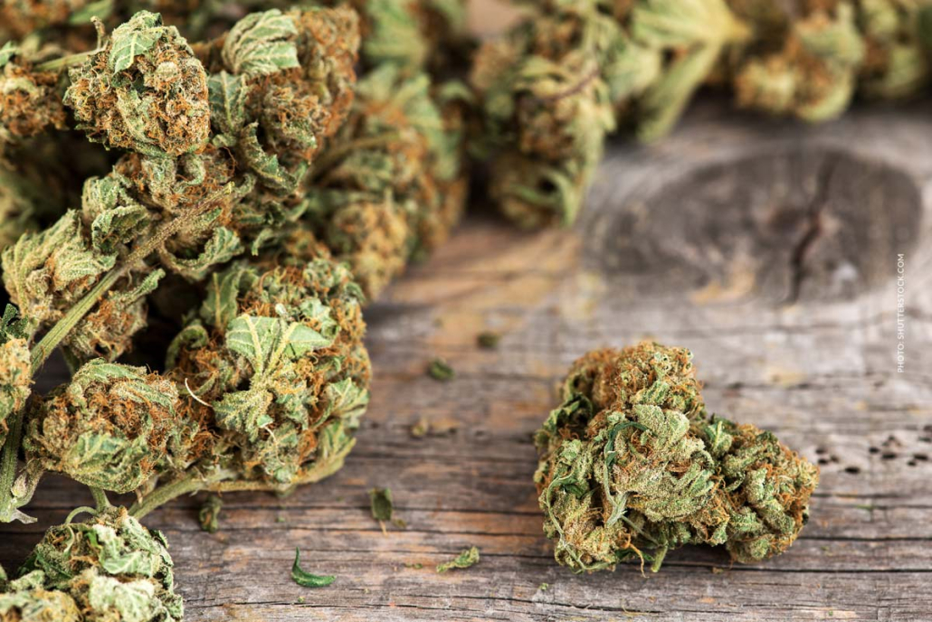 Cannabis Strain Blute Bud Tisch Shop Thc Aroma