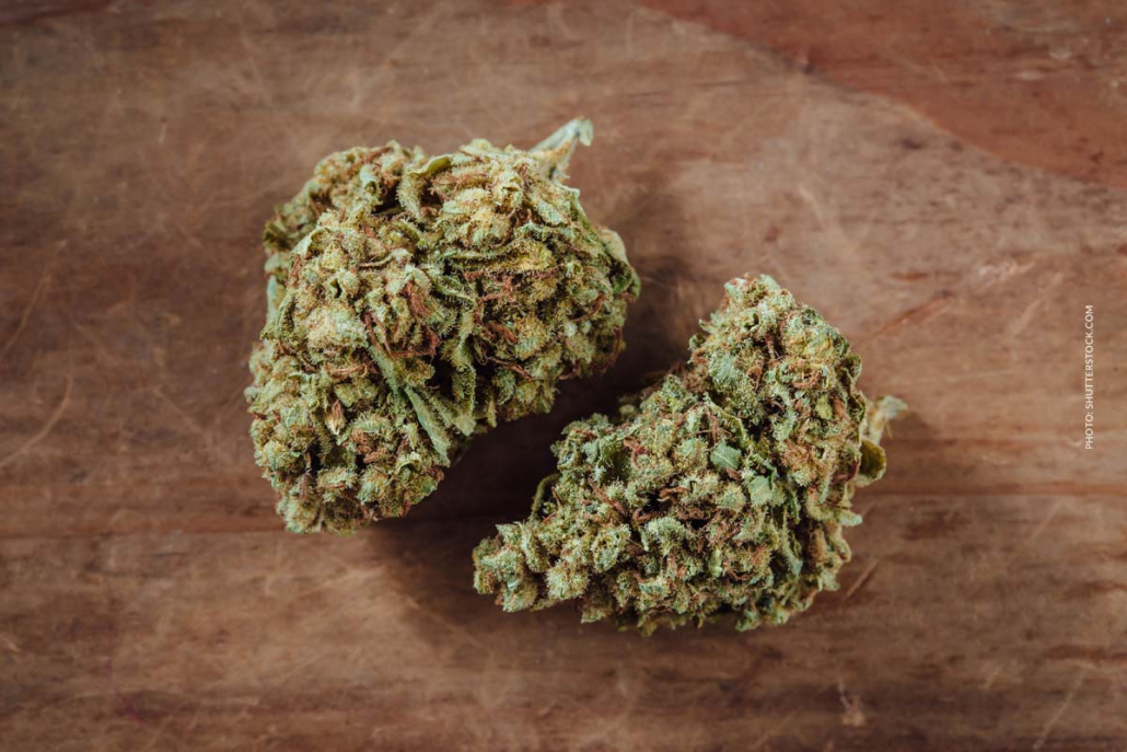 Legendary Larry: stamme, smag og THC-indhold Cannabis Strain Blute Bud Tisch Shop Thc Aroma