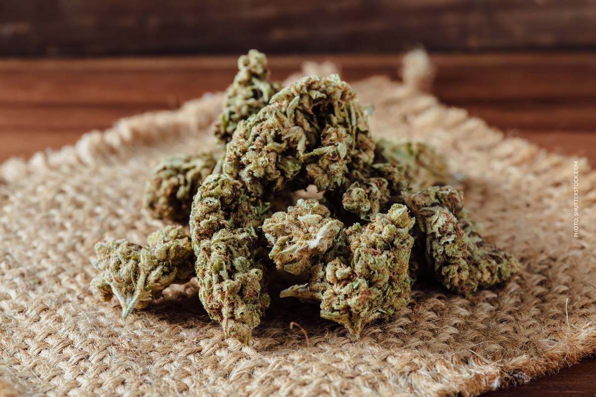 Cannabis Strain Blute Bud Tisch Shop Thc Aroma
