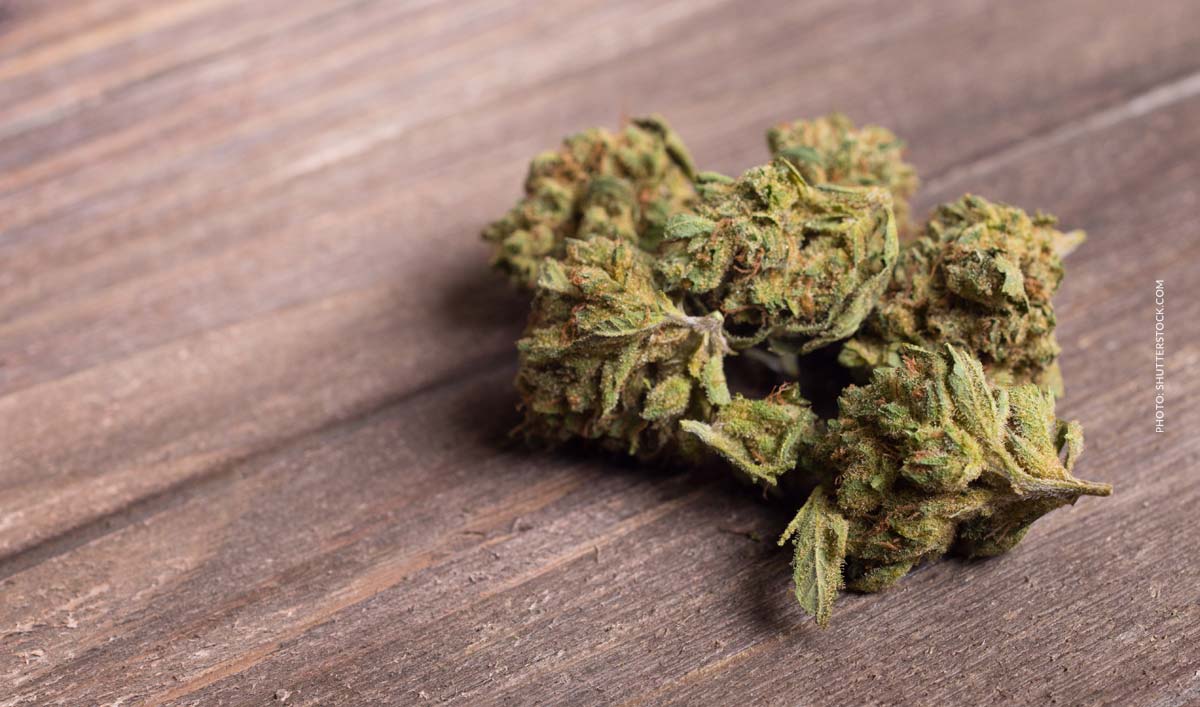 Cannabis Strain Blute Bud Tisch Shop Thc Aroma