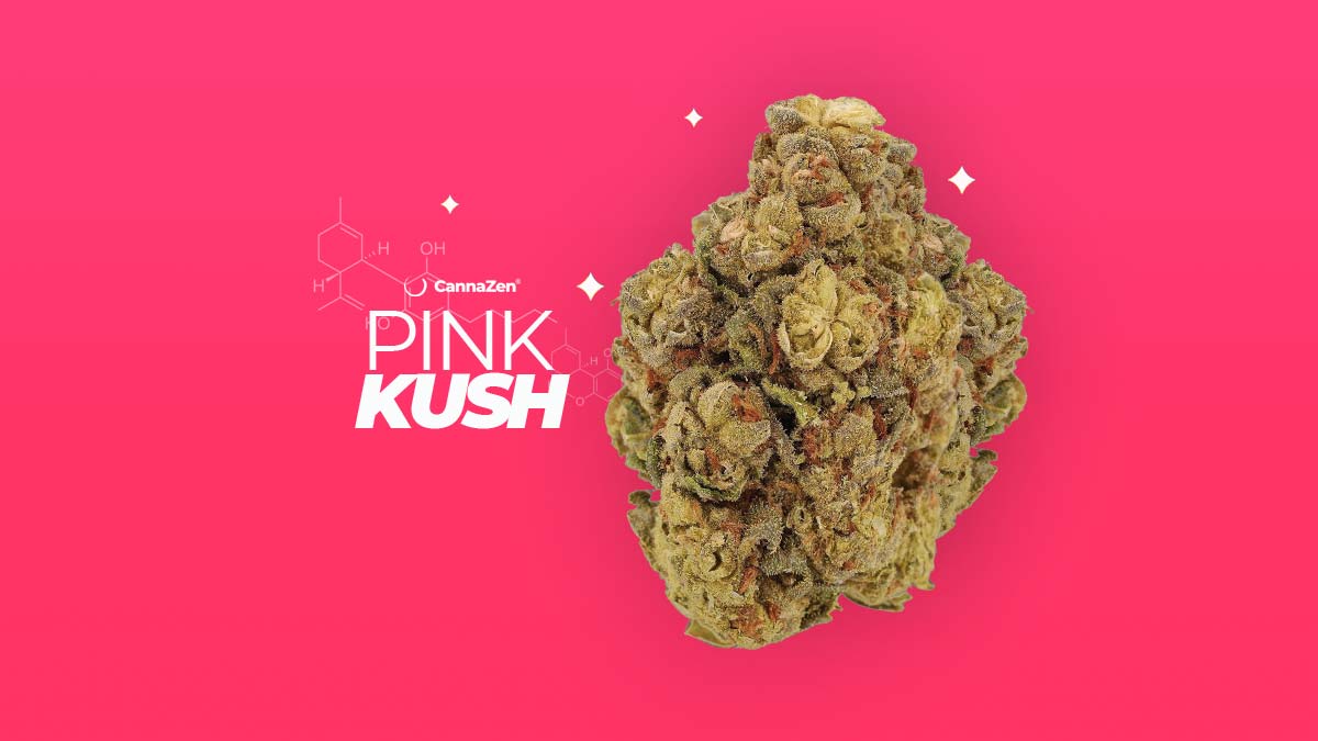Pink Kush Cannabis Strain CannaZen Manufacturer Effect Aroma
