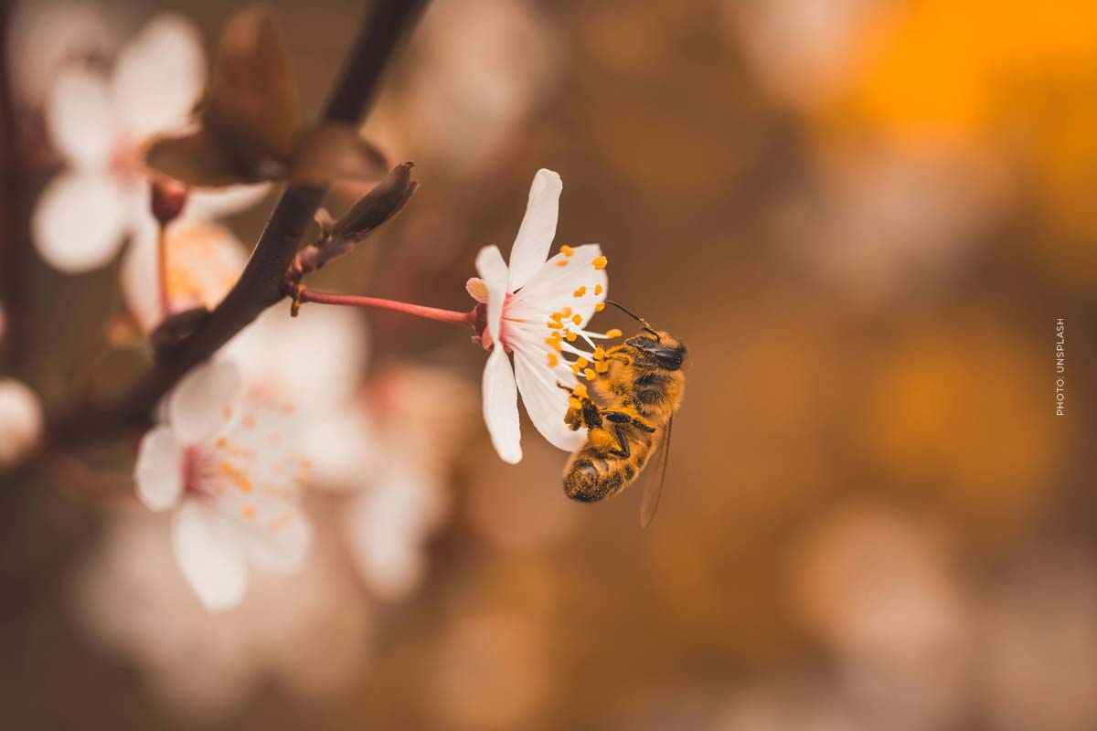 Projekt Bienen Schutz Natural Blute Kirschbaum