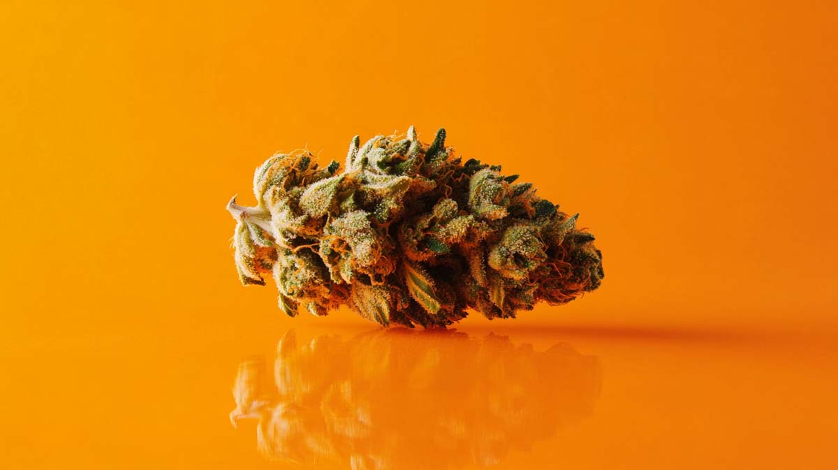 Cannabis Strain Kush Shop Order Aroma Effect Thc