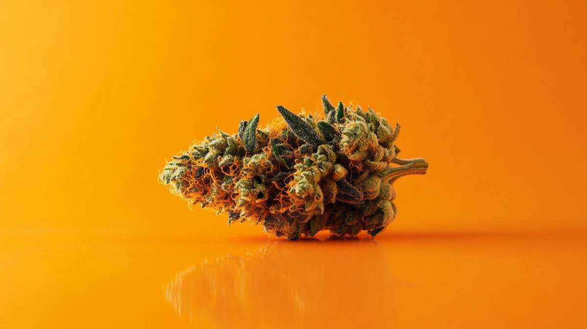 Cannabis Strain Kush Shop Order Aroma Effect Thc