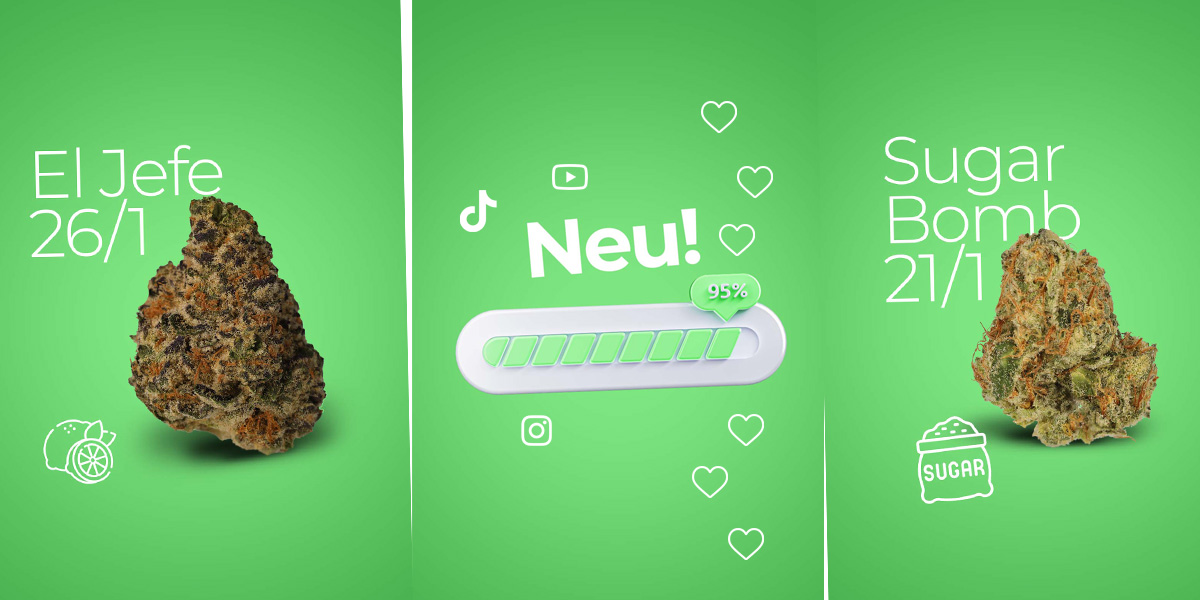 CannaZen Cannabis Info Nachrichten Aktuelles Instagram Tiktok Youtube
