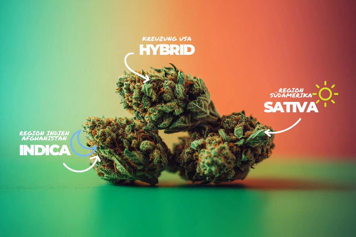 Indica Sativa Hybrid Vergleich Energie Entspannung Flowers Strains