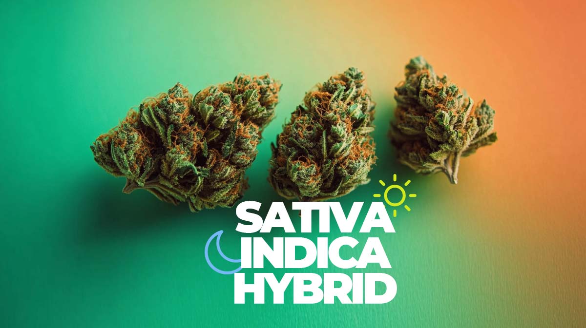 Indica Sativa Hybrid Vergleich Energie Entspannung Flowers Strains