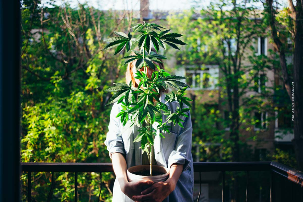 Cannabis Anbau Frau Balkon Zuhause Legal Gesetz Zeigt