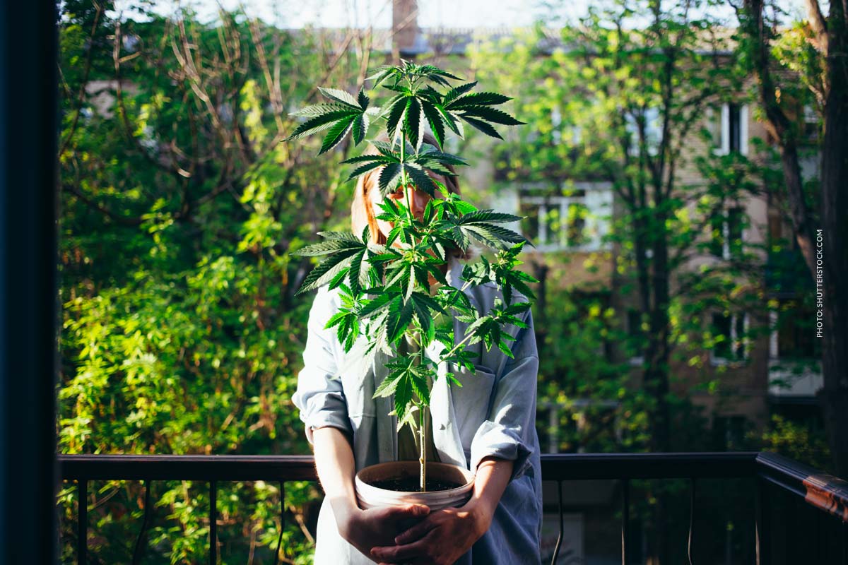 Cannabis Anbau Frau Balkon Zuhause Legal Gesetz Zeigt