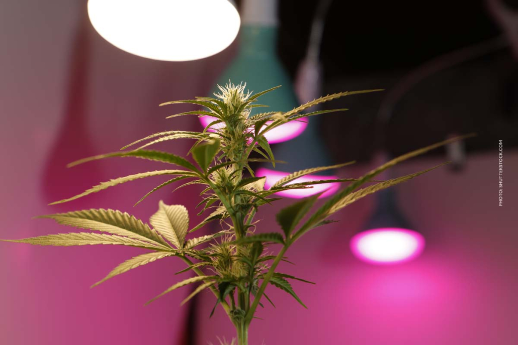 Cannabis Anbau Probleme 8/9: Schädlinge, Schimmel & Nährstoffmängel Cannabis Anbau Licht Uv Alternativen Wachstum Forderung