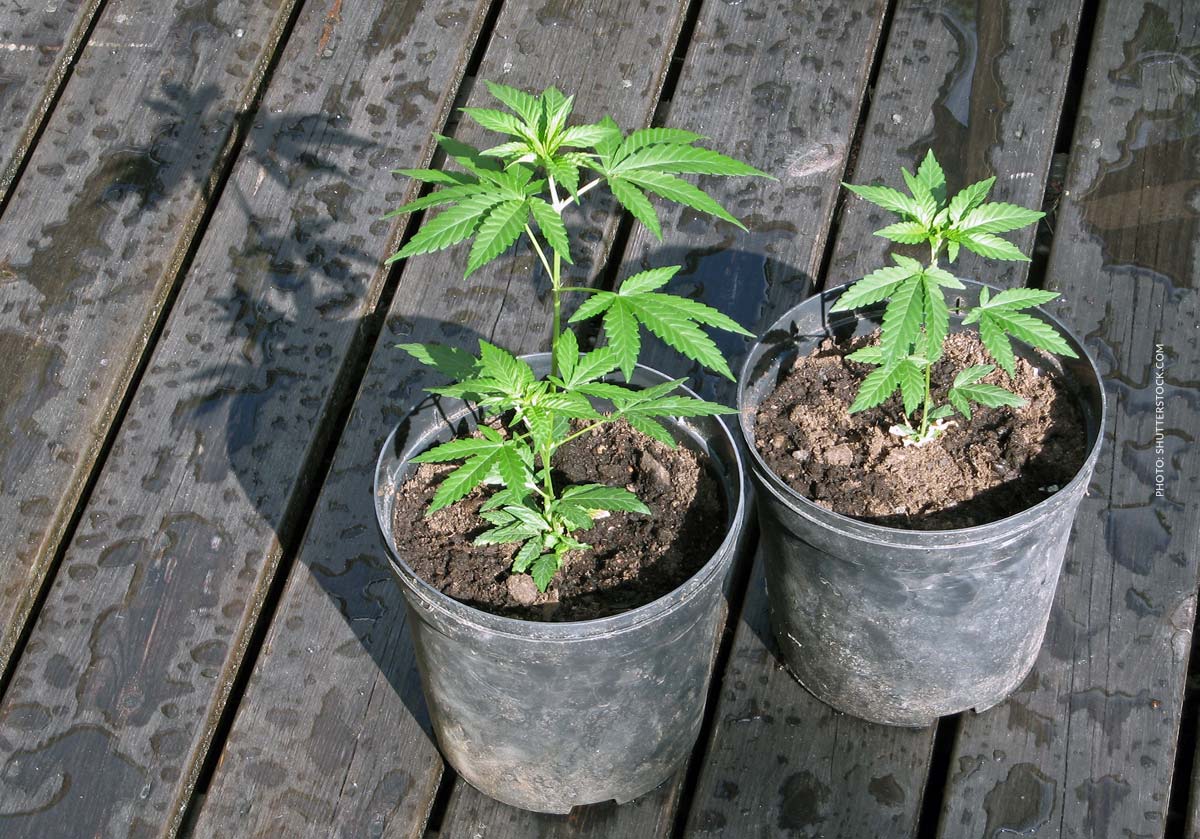 Cannabis Anbau Plant Topf Wachstum Phase Nahrstoffe Outdoor