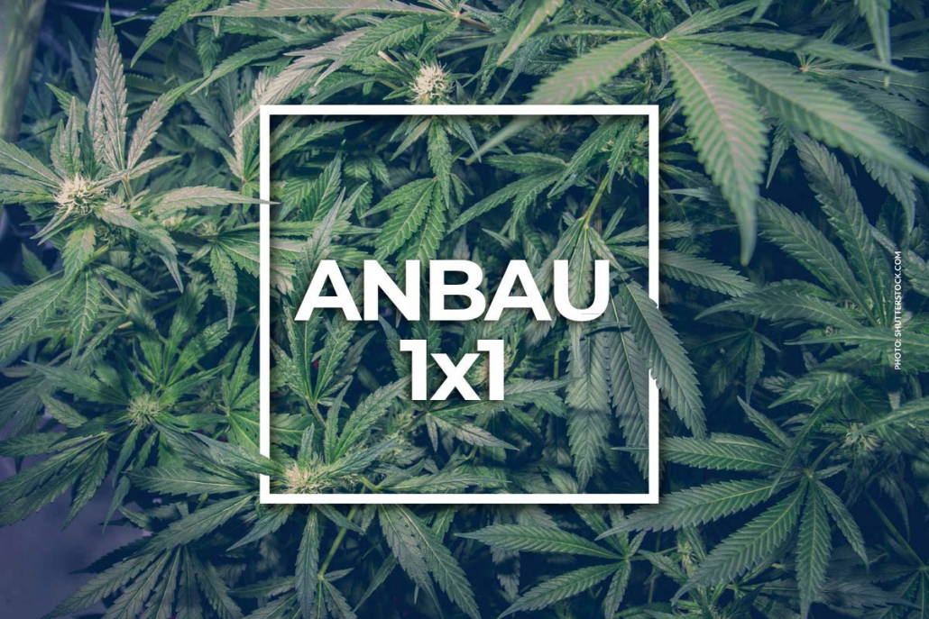 Cannabis Anbau Ratgeber Anleitung Schritte Weed Gras Selbst