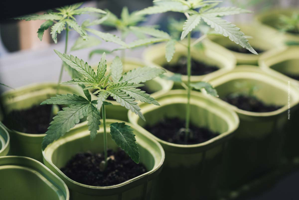 Cannabis Anbau Samen 2/9: Cannabissamen keimen lassen, Methoden & Tipps Cannabis Anbau Stecklinge Kokos Babyerde Aufzucht Anzucht