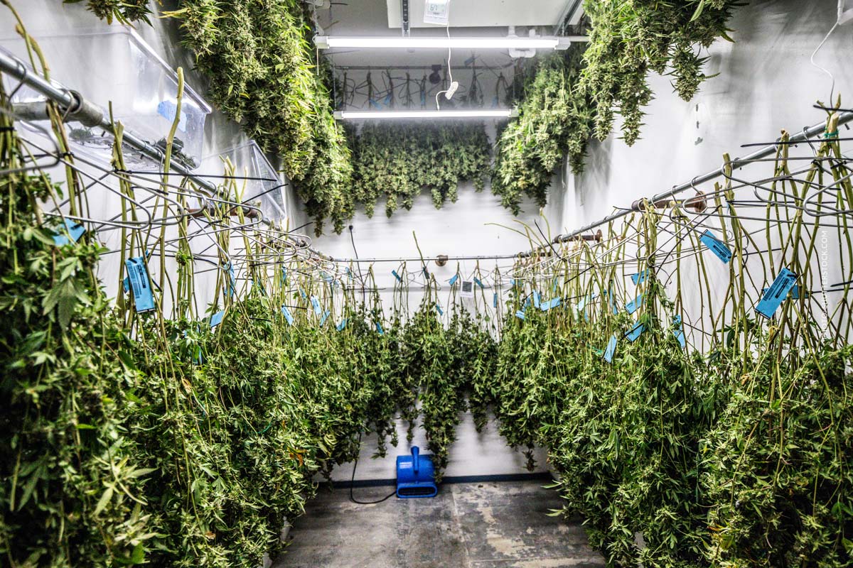 Cannabis Anbau Trocknen Trocknung Curing Lagerhalle Bluten Lagerzeit