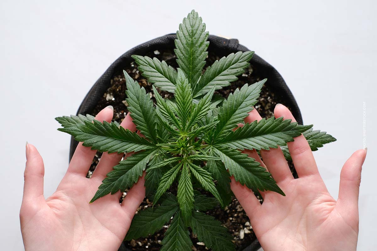 Cannabis Anbau Wachstum Mehr Ertrag Tipps Schritte Anleitung
