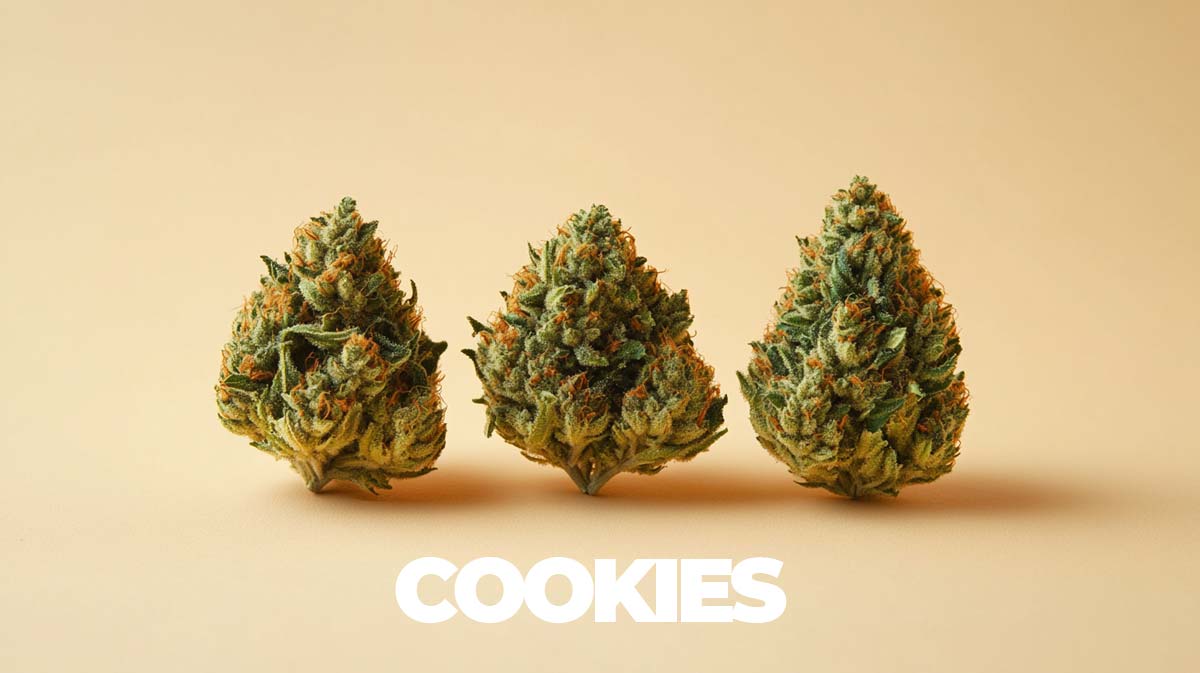 Cookies Strains Topliste Namen Effect Story Infografik Flowers
