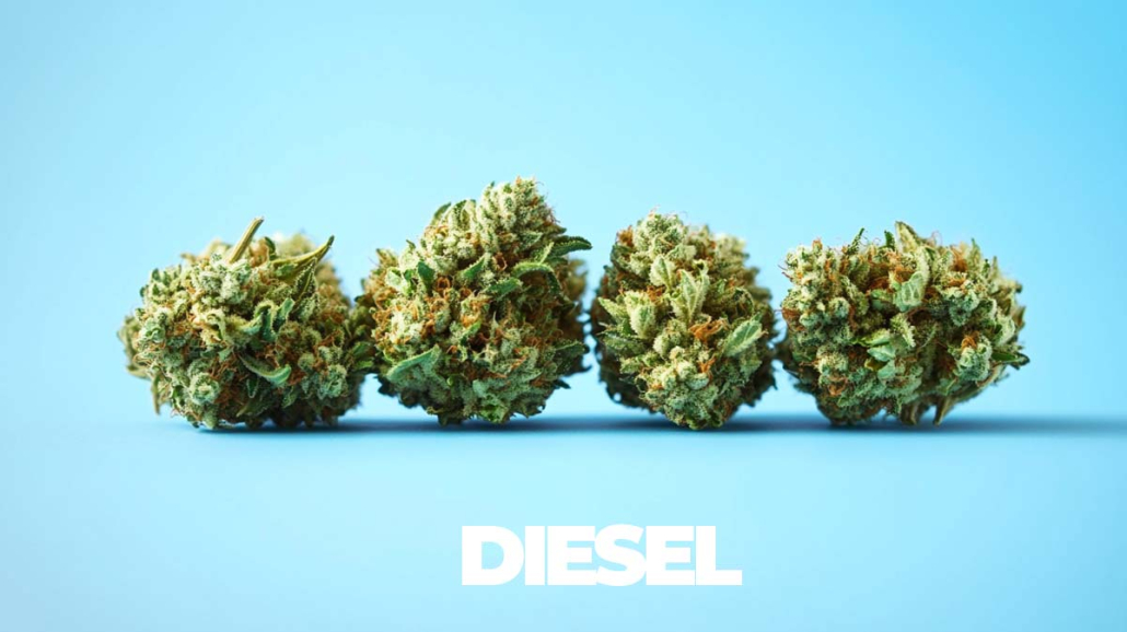 Diesel Sorten: Top 15 Strains - Liste, Namen, Wirkung & Herkunft Diesel Strains Topliste Namen Effect Story Infografik Flowers