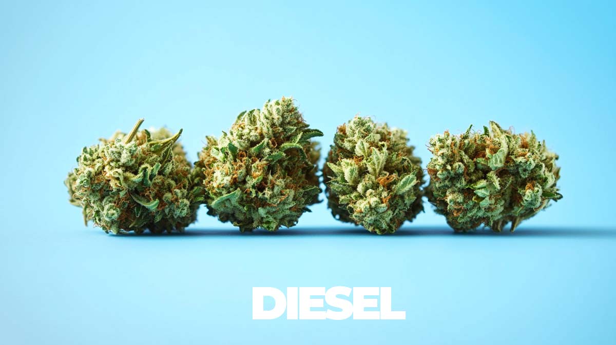 Diesel Strains Topliste Namen Effect Story Infografik Flowers