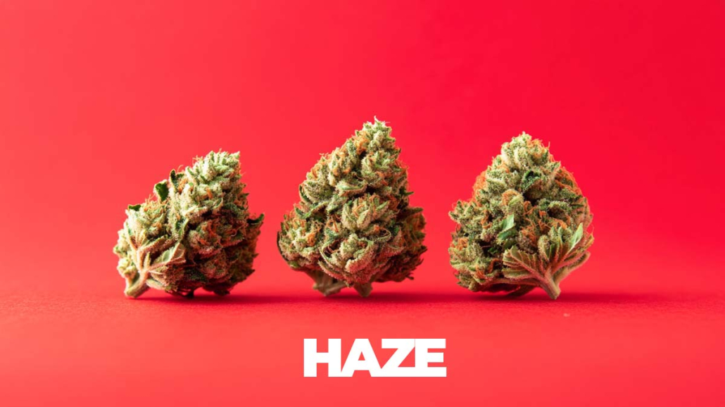 Haze Sorten: Top 18 Strains - Liste, Namen, Wirkung & Herkunft Haze Strains Topliste Namen Effect Story Infografik Flowers