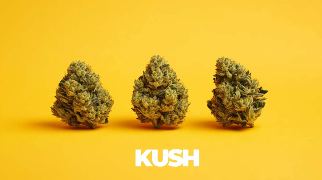 Kush Sorten: Top 16 Strains - Liste, Namen, Wirkung & Herkunft Kush Strains Topliste Namen Effect Story Infografik Flowers