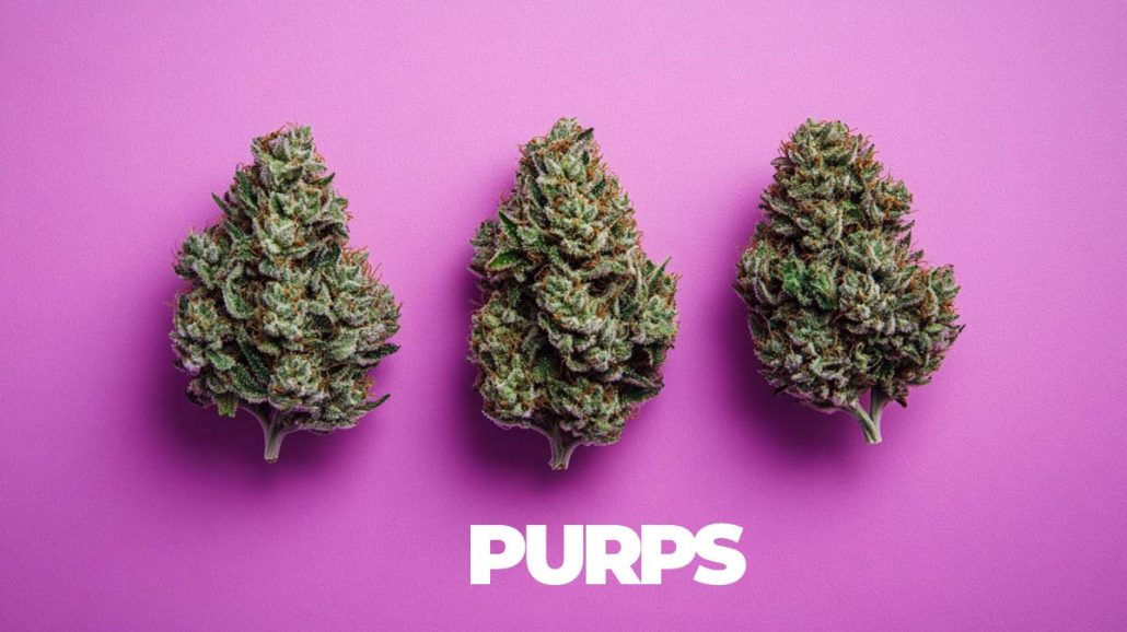 Purps & Lila Sorten: Top 12 Strains - Liste, Namen, Wirkung & Story Purps Lila Strains Topliste Namen Effect Story Infografik