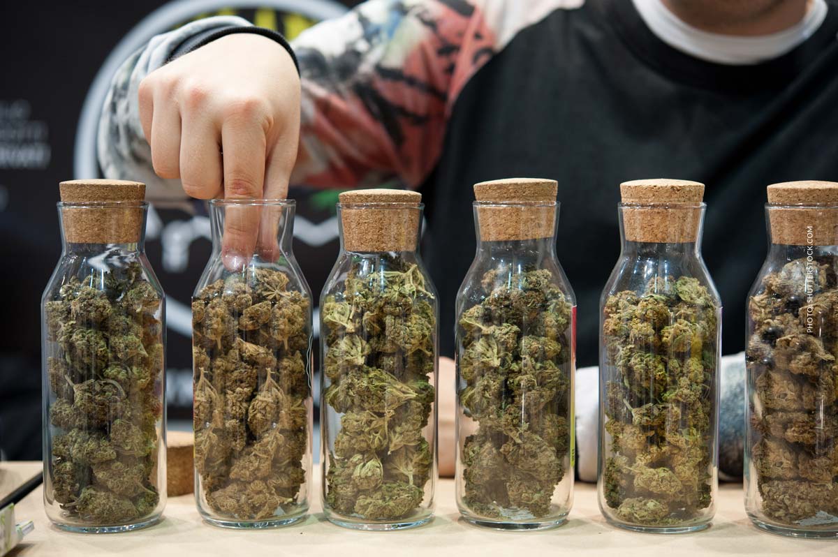 Cannabis Nachrichten News Social Club Verein Auswahl Strains