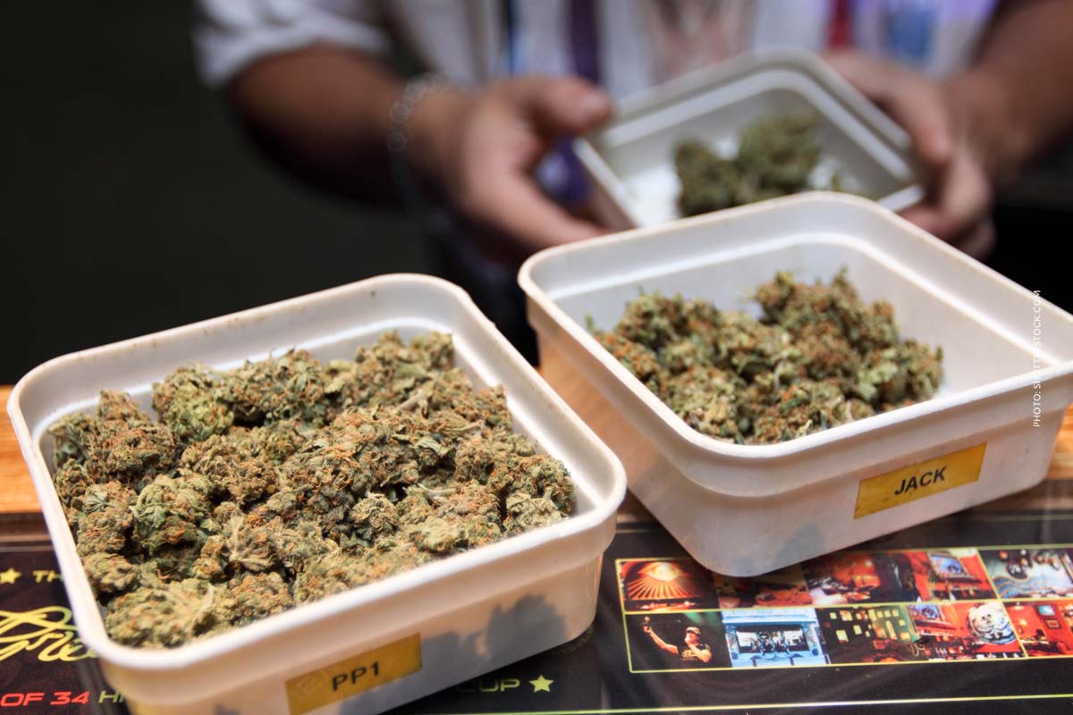 Cannabis Nachrichten News Social Club Verein Berlin Gesetz