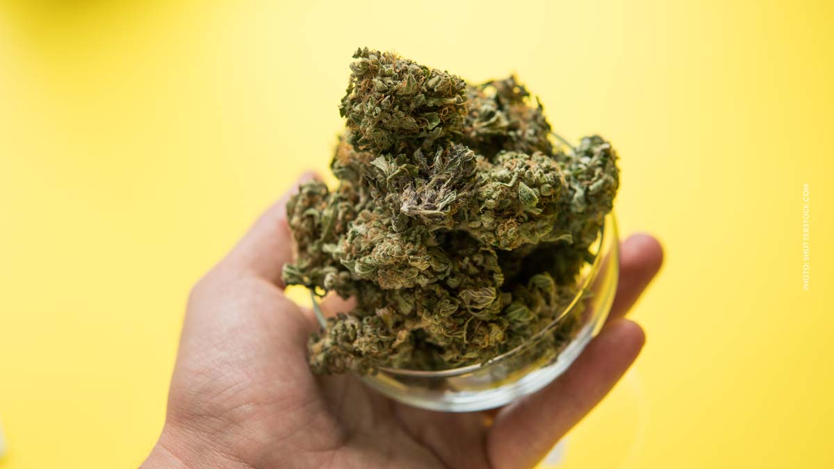 Cannabis Nachrichten News Social Club Verein Kush Strain