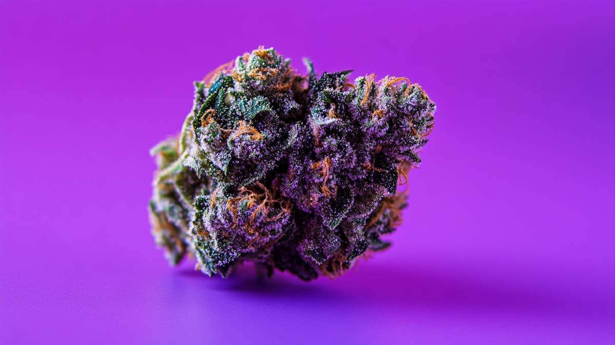 Cannabis Strain Hemp Weed Wiki Northern Lights Strong