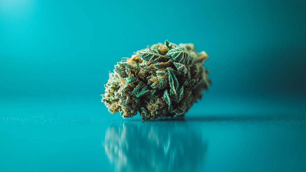 Cannabis Strain Hemp Weed Wiki White Gorilla Zour