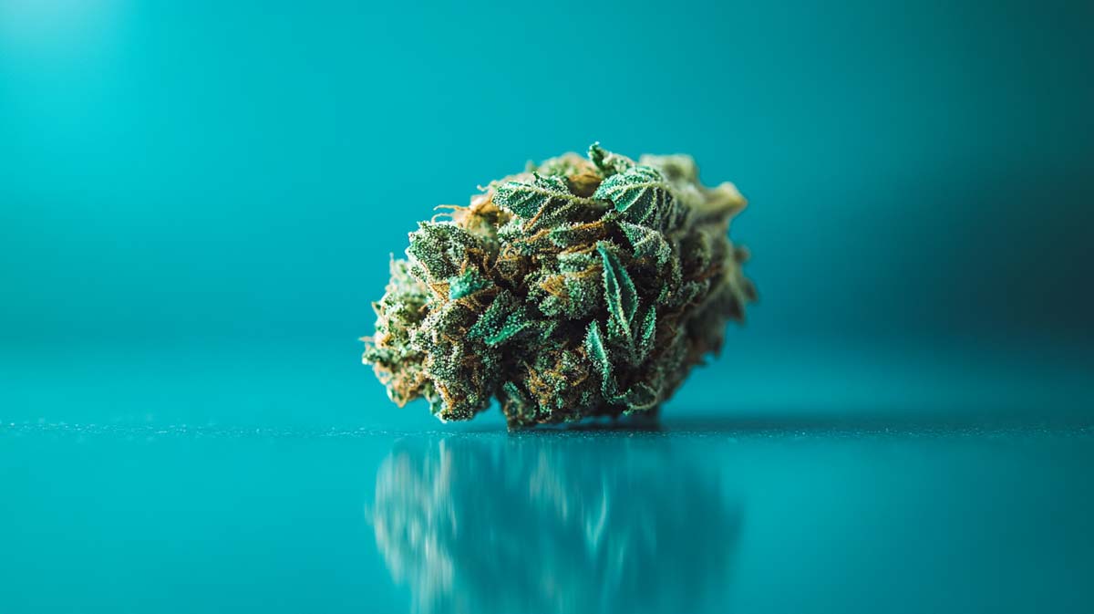 Cannabis Strain Hemp Weed Wiki White Gorilla Zour