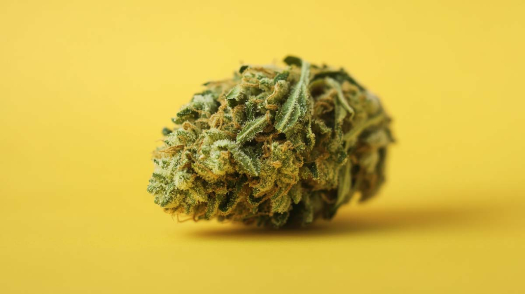 Girl Scout Cookies (SGC): soort, smaak & THC-gehalte Cannabis Strain Hemp Weed Wiki Zkittlez Classic Usa