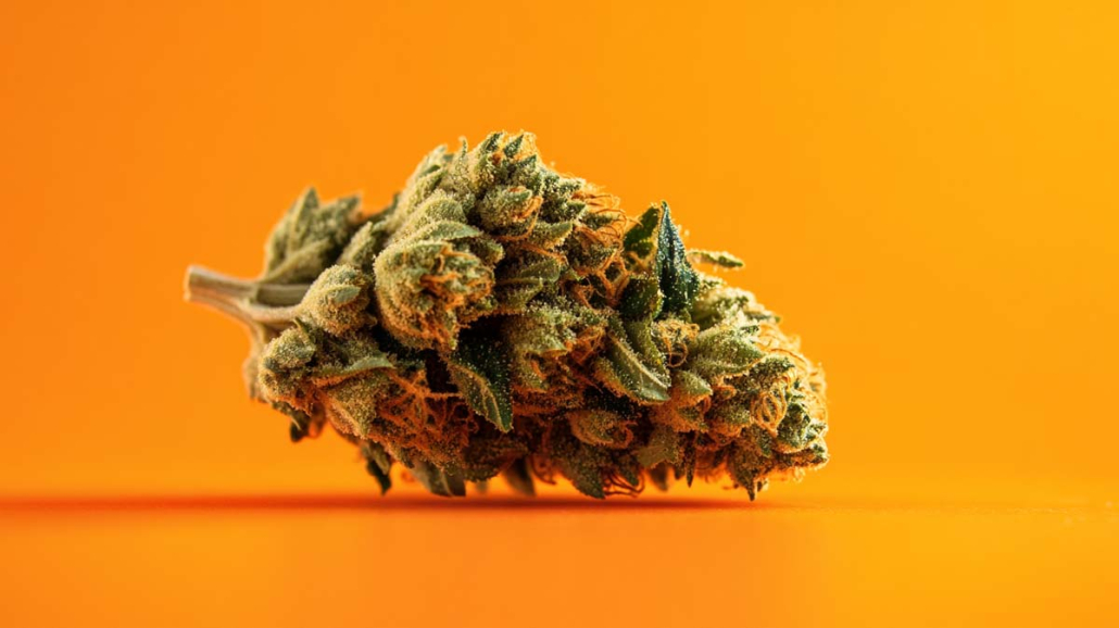 Cannabis Strain Wiki Hemp Weed Shop Hybrid Pinapple