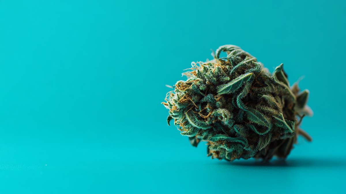 Cannabis Strain Wiki Hemp Weed Shop Indica Blueberry
