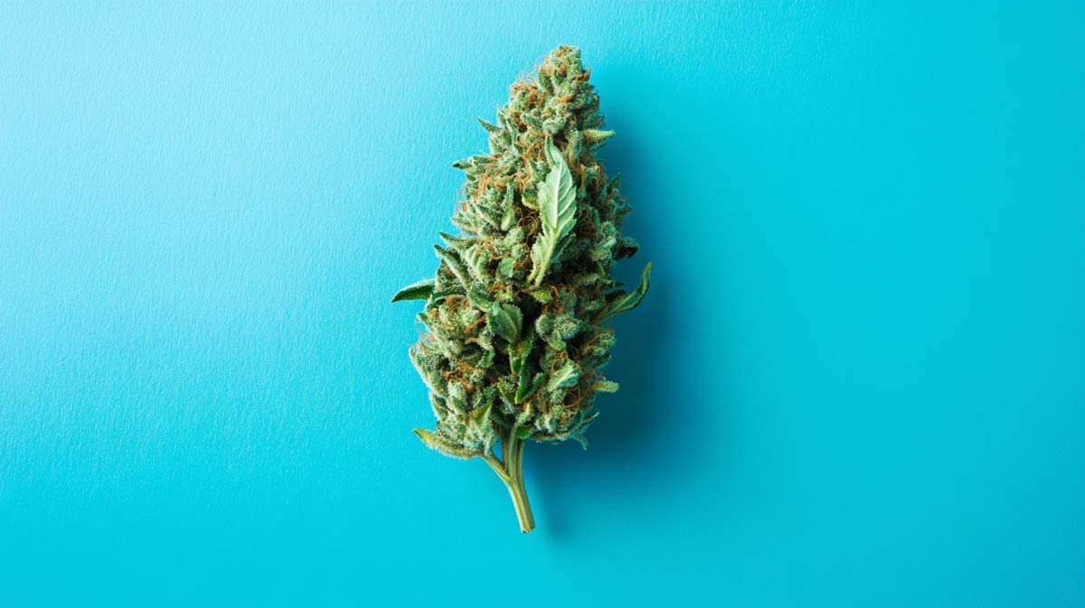 Cannabis Strain Wiki Hemp Weed Shop Indica Granddaddy