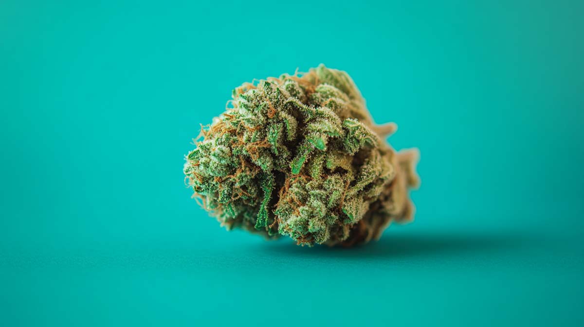 Cannabis Strain Wiki Hemp Weed Shop Indica Hindu