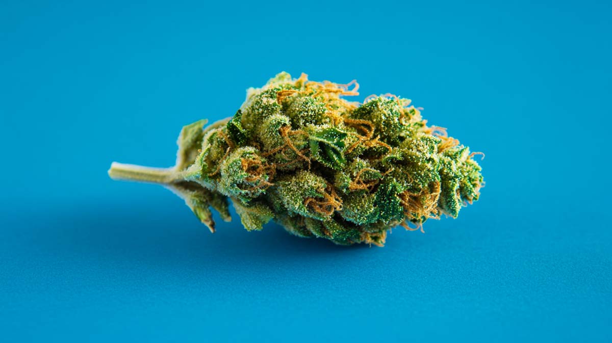 Cannabis Strain Wiki Hemp Weed Shop Indica Nothern