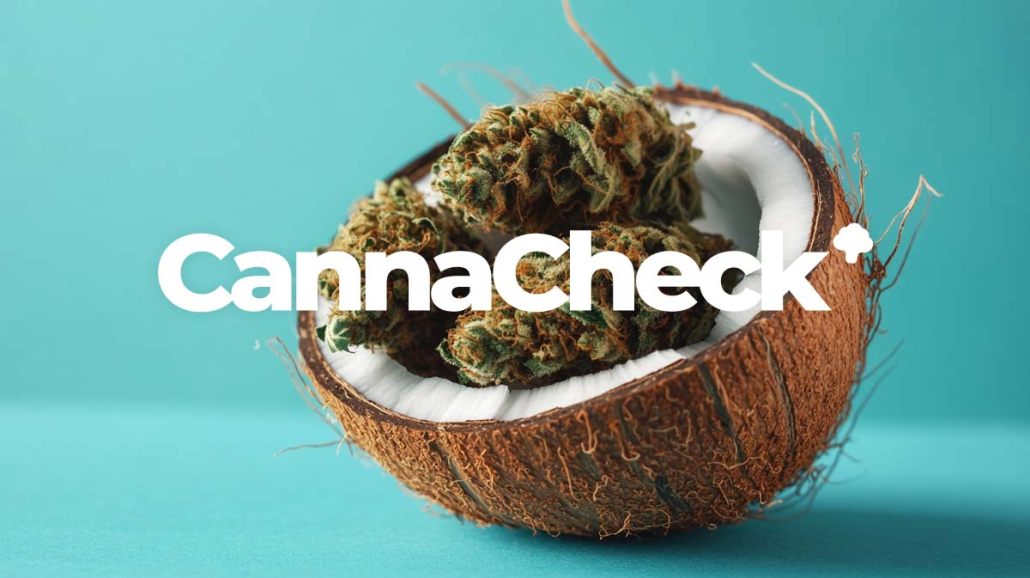 CannaCheck.de + CannaPreis.de jetzt neu! 2.000 Sorten Datenbank, Blüten & Rezept Preisvergleich Cannacheck Preis Vergleich Cannabis Kokos Cookie Beliebte Strain