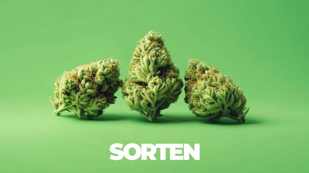 Variétés de cannabis : Top 100+ des variétés les plus connues au monde Sorten2