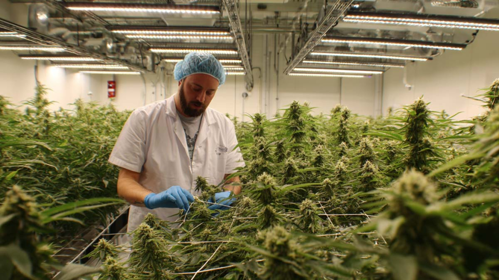 Anbauverein Social Club Cannabis Weed Hemp Tour Youtube
