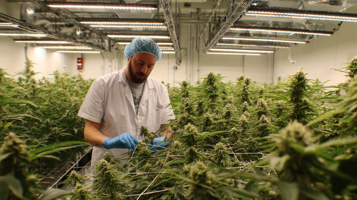 Anbauverein Social Club Cannabis Weed Hemp Tour Youtube