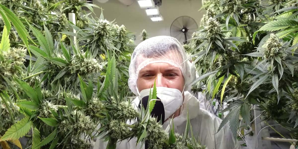 Cannabis Anbau Gebruder Grow Youtube Check Hemp Farm