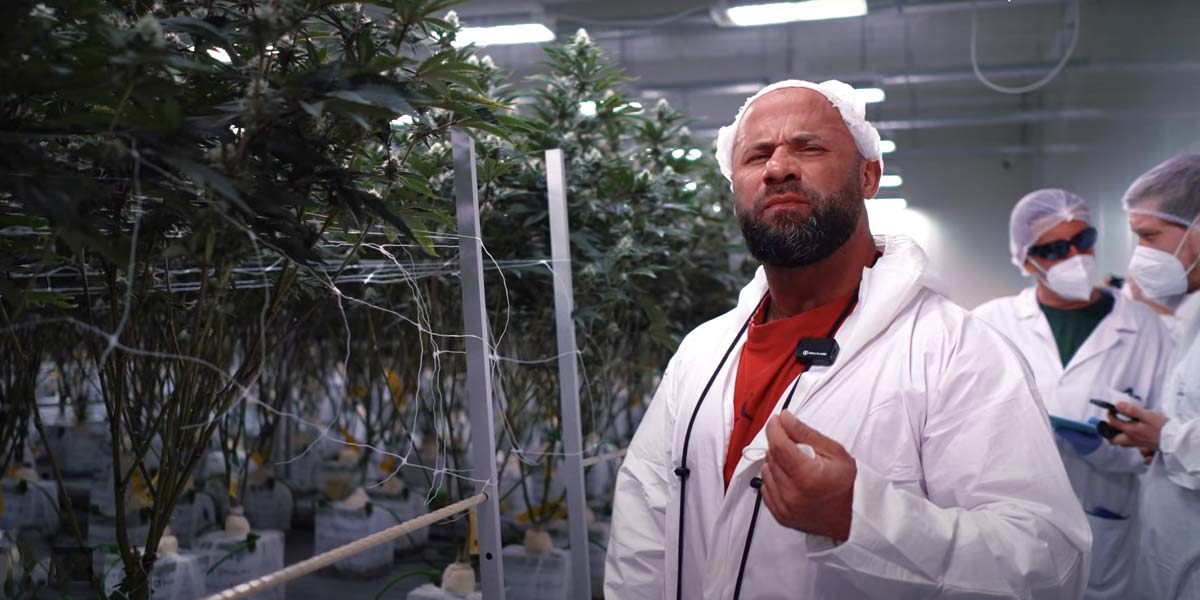 Cannabis Plantage Doku Dokumentation Germany Sharo Reise Trip