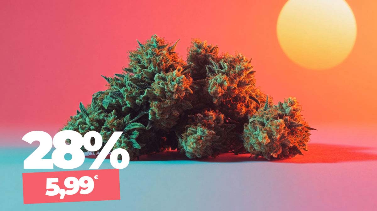 Sundae Sour Cannabis Viel Thc Guenstig Sativa Order