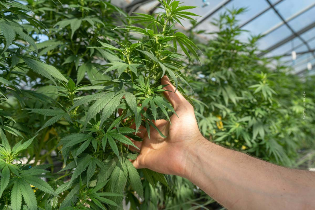 Cannabis Plantage Germany Anbau Hemp Weed Brand Produktion