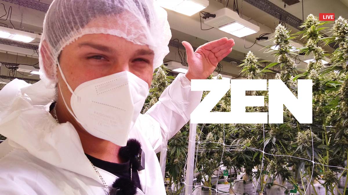 Weedland Cannabis Plantage Gorilla Zkittlez Ernte Flowers Lollipopping