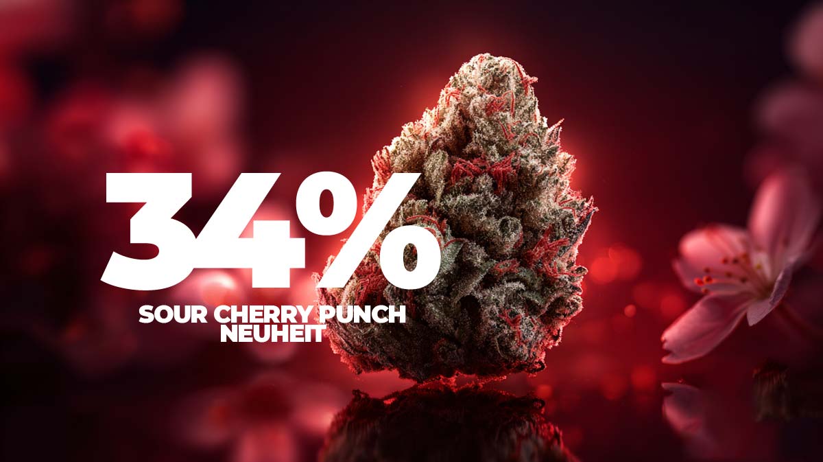 Thc Bluete Cannabis 34 Prozent Neu Weltneuheit Medizin