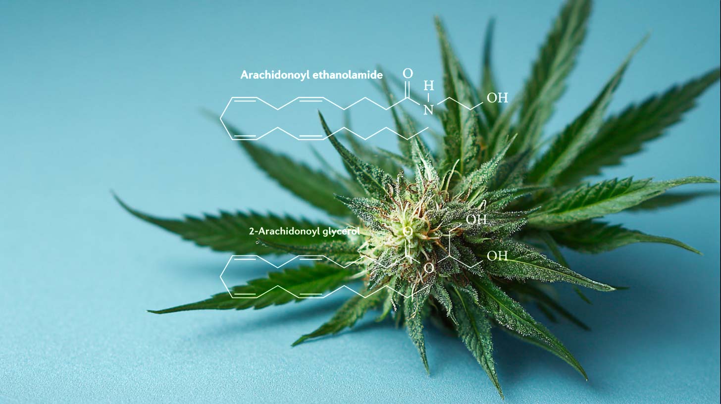 Endocannabinoid Cannabis Effect Weed Molekul Chemie Blute Blatt