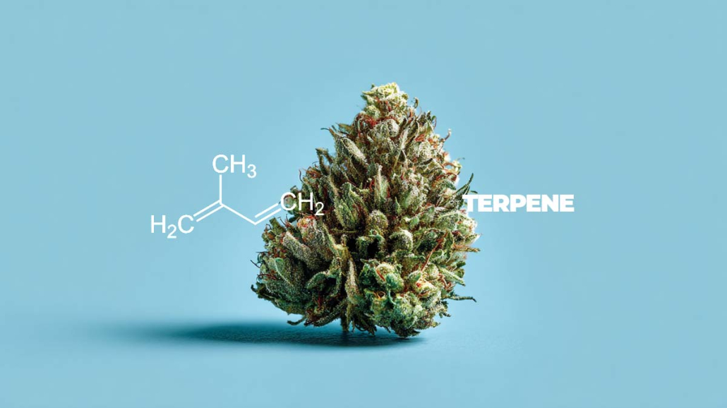 Terpene Strain Cannabis Weed Aroma Geschmack Liste Tabelle